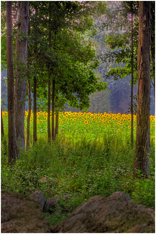 Sunflower Field No 1 PRES s